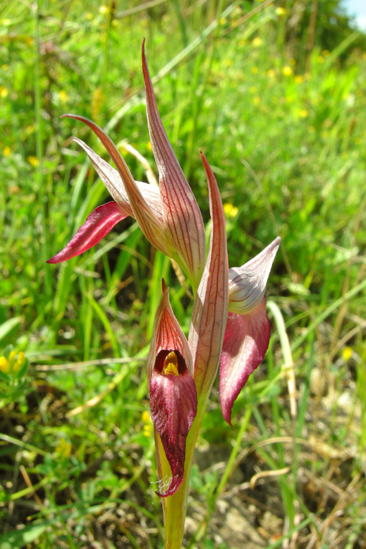 Orchidee del Chianti - Ophrys sphegodes e altre...